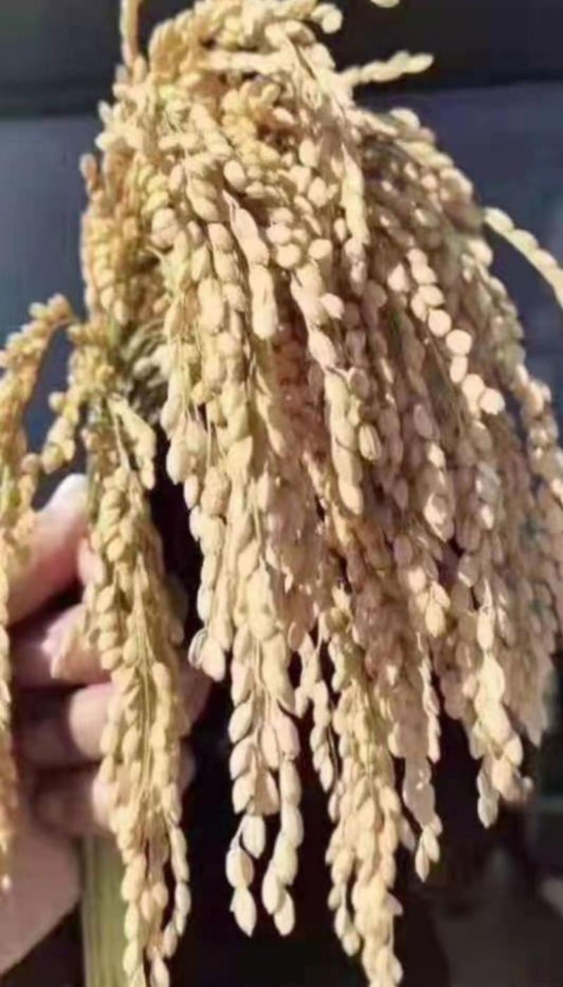 热销东北大米长粒香米大米农户种植基地全国发货量大