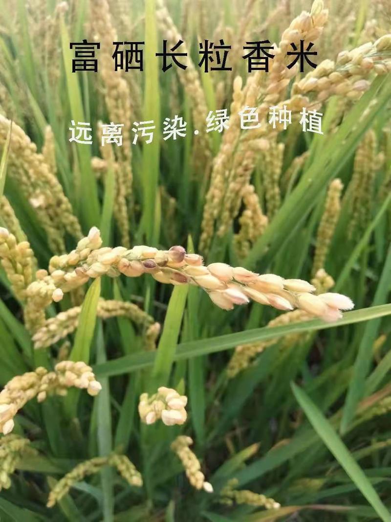 热销东北大米长粒香米大米农户种植基地全国发货量大