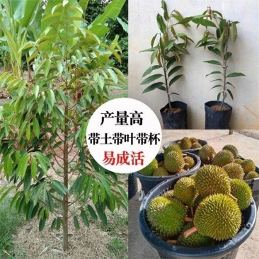 广西榴莲树苗嫁接金枕头榴莲苗批发营养苗发货。