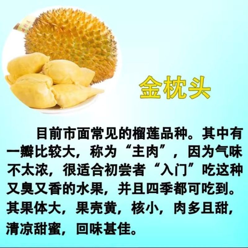 广西榴莲树苗嫁接金枕头榴莲苗批发营养苗发货。