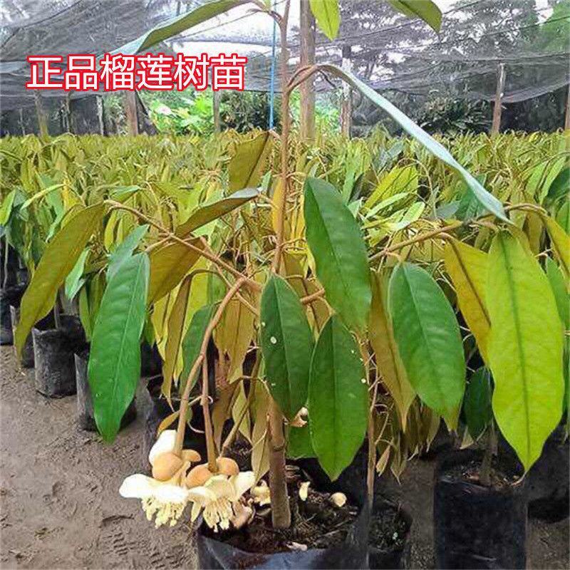 广西榴莲树苗嫁接金枕头榴莲苗批发营养苗发货。