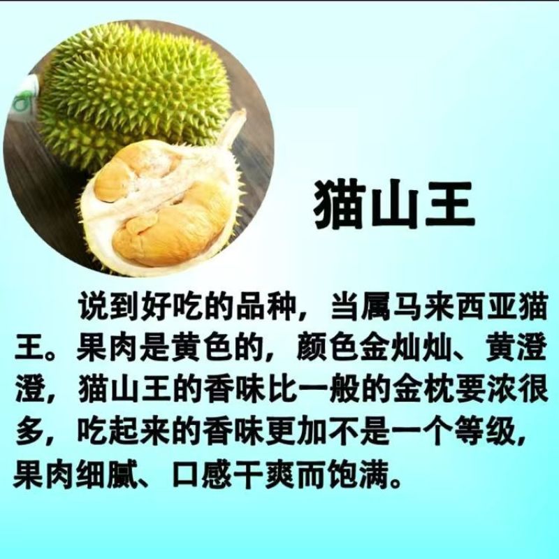 广西榴莲树苗嫁接金枕头榴莲苗批发营养苗发货。