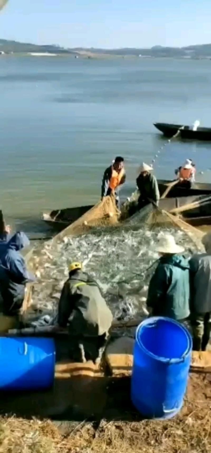 鲤鱼大量供货，塘口直发，专业养殖，对接云南周边省份