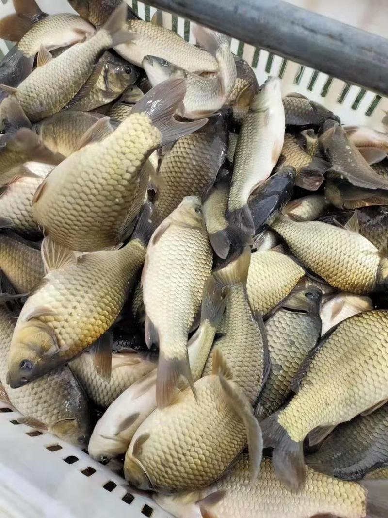 鲤鱼大量供货，塘口直发，专业养殖，对接云南周边省份