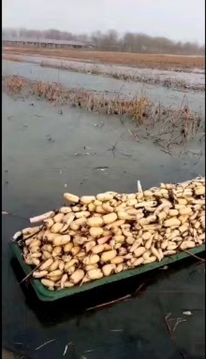 千亩莲藕上市，农户自产自销，口感鲜美，欢迎选购