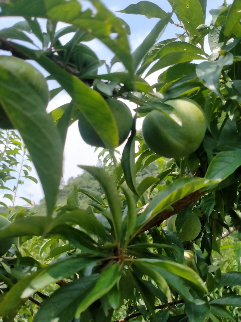 李子苗