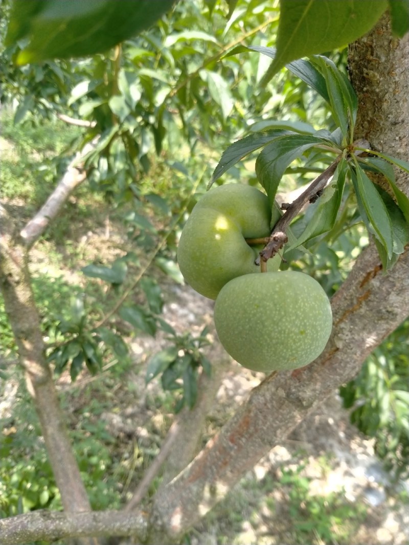 李子苗