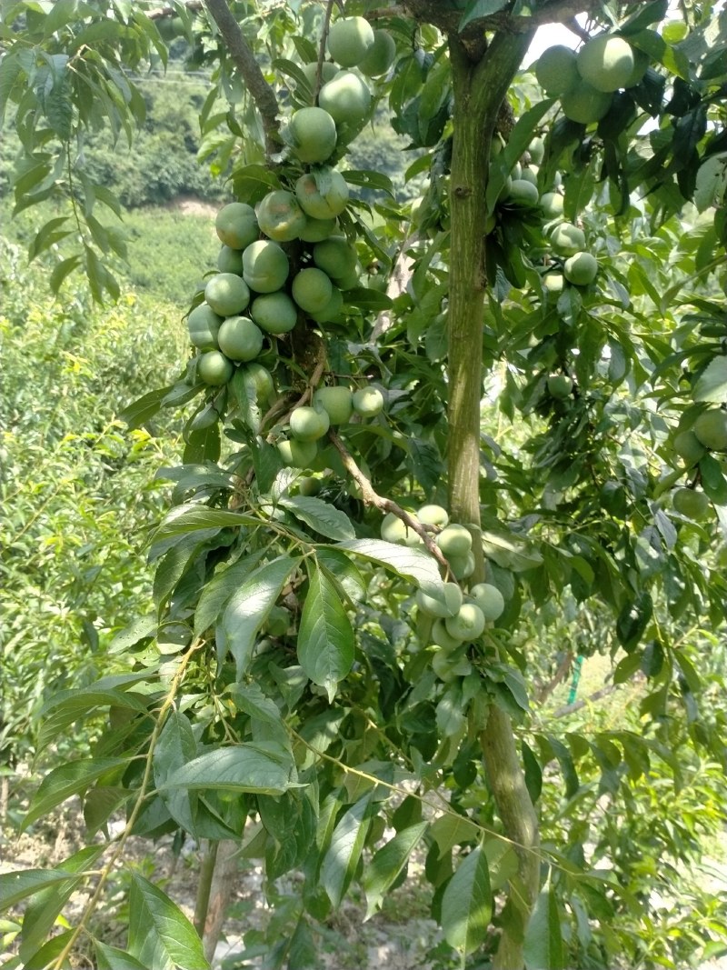 李子苗