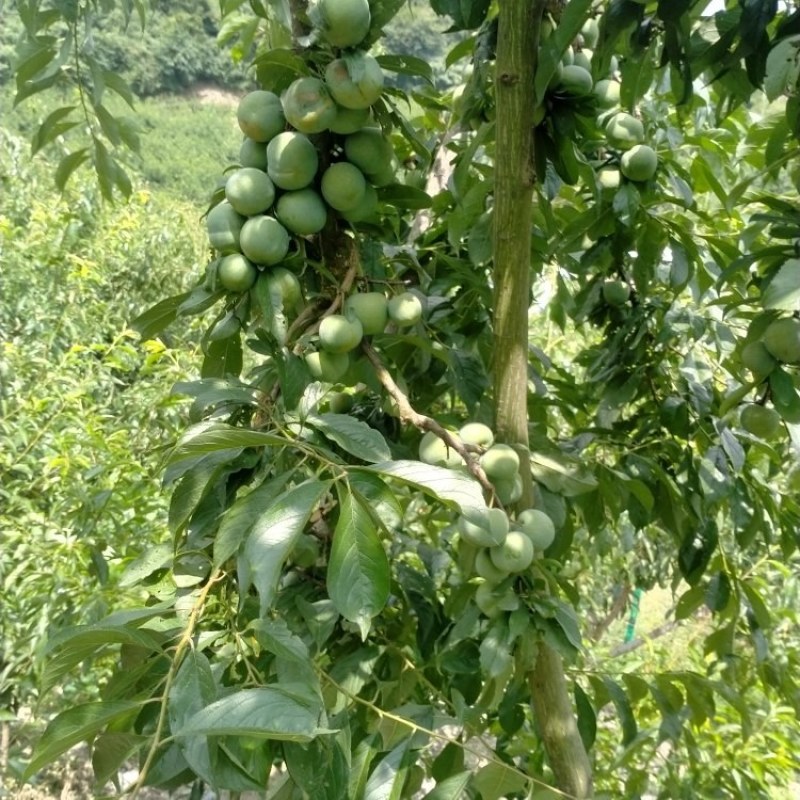 李子苗