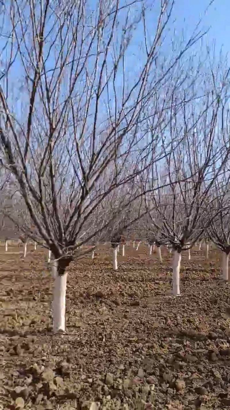 美人梅，10-12公分的美人梅大量有货，质量如图