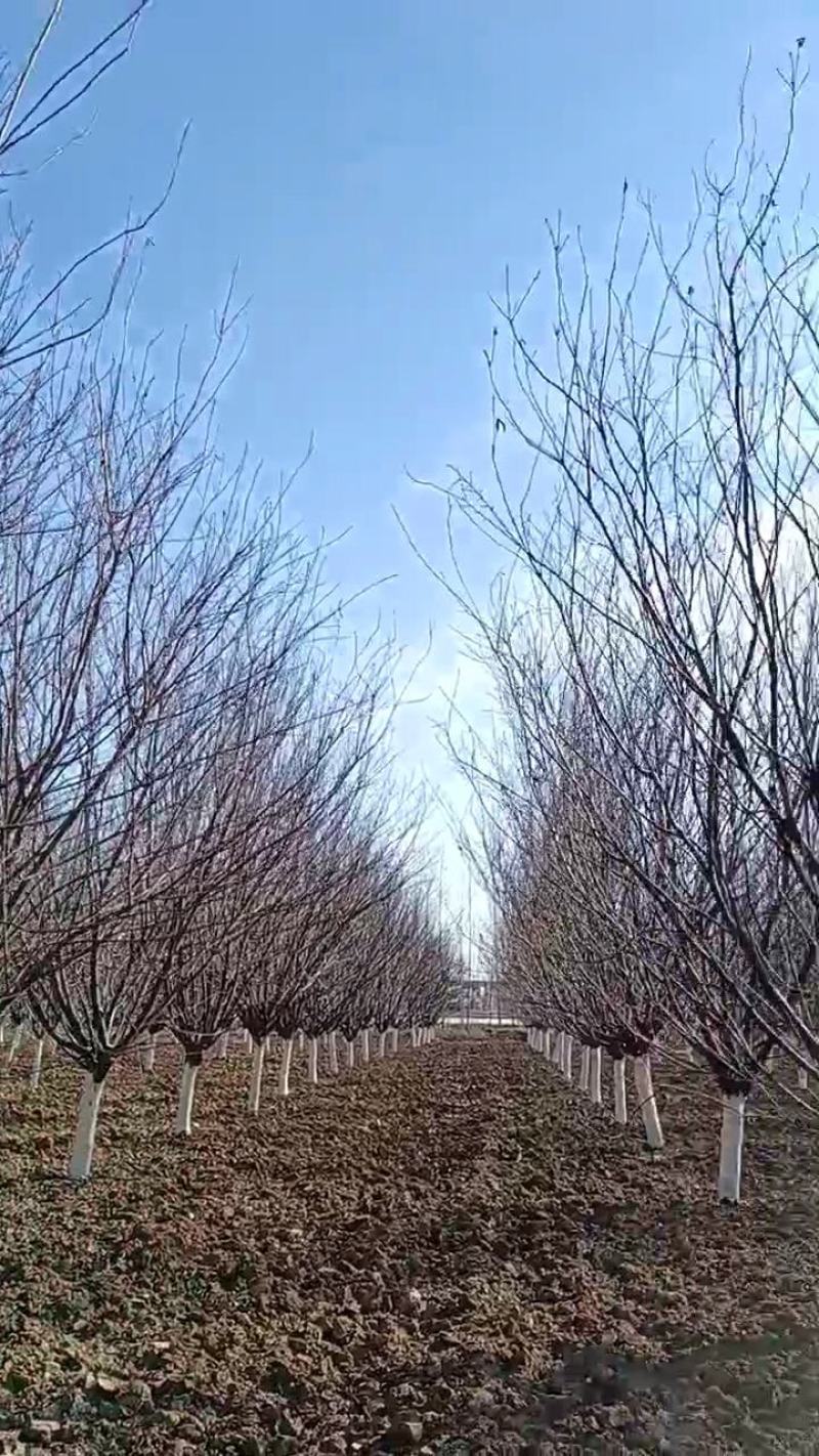 美人梅，10-12公分的美人梅大量有货，质量如图