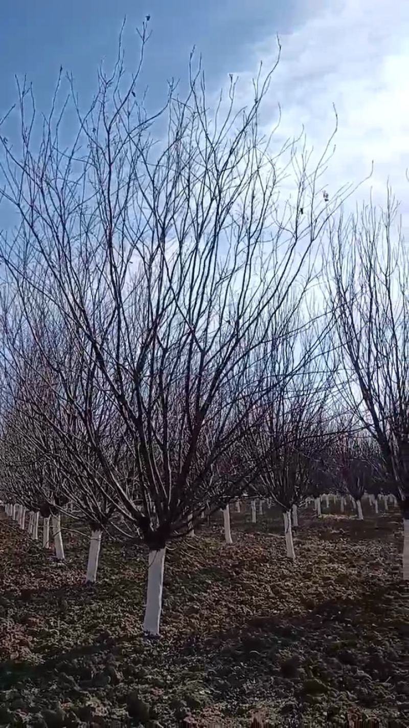 美人梅，10-12公分的美人梅大量有货，质量如图