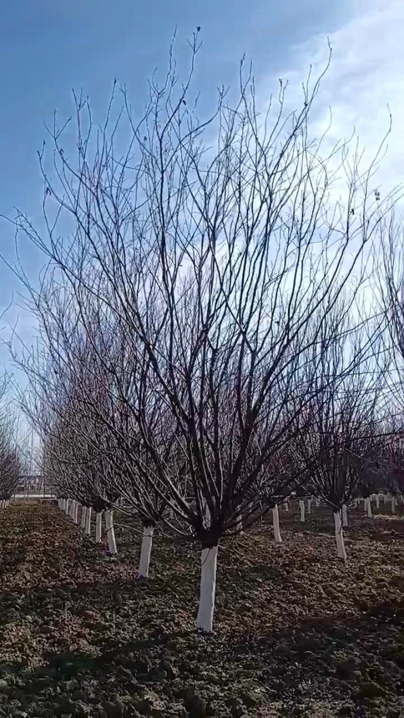 美人梅，10-12公分的美人梅大量有货，质量如图