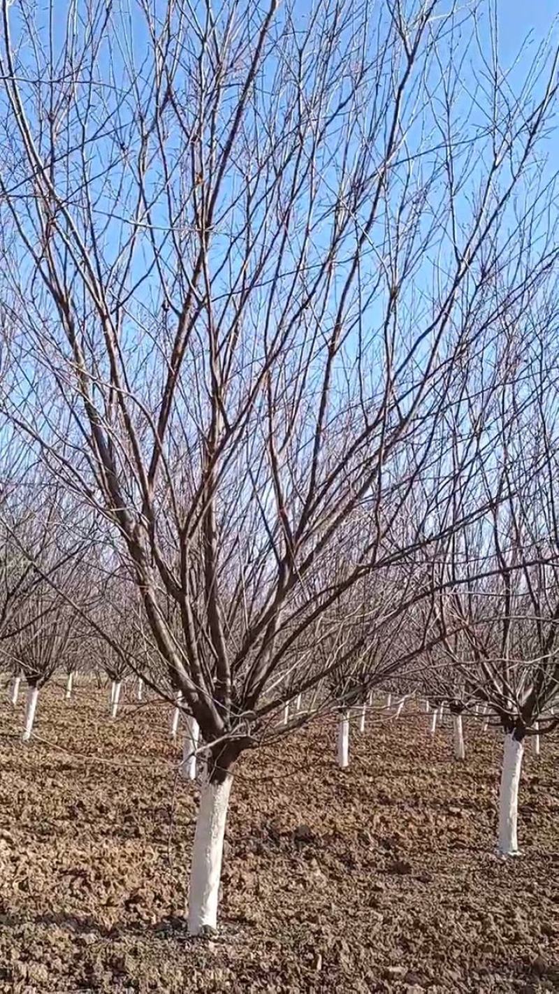 美人梅，10-12公分的美人梅大量有货，质量如图