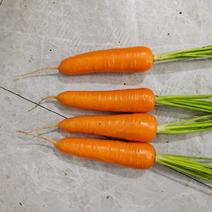广西精品胡萝卜大量上市价格优产地直发。
