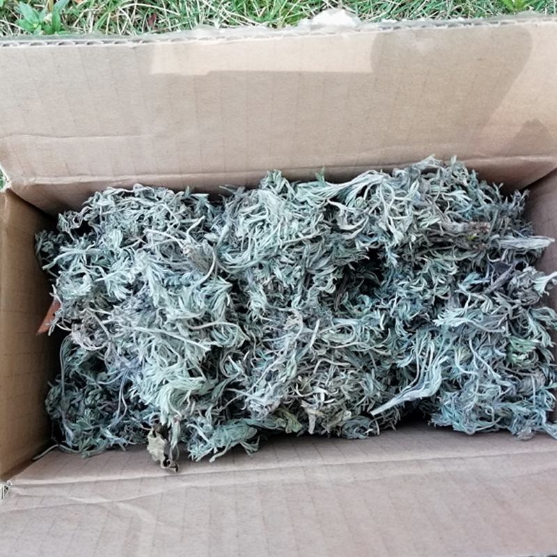 野生茵陈2021年新货绵茵陈三月茵陈草白篙茵陈茶