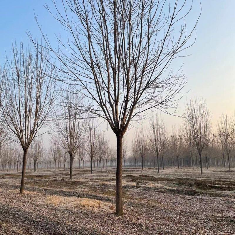 白蜡，20公分的白蜡树质量如图大量有货