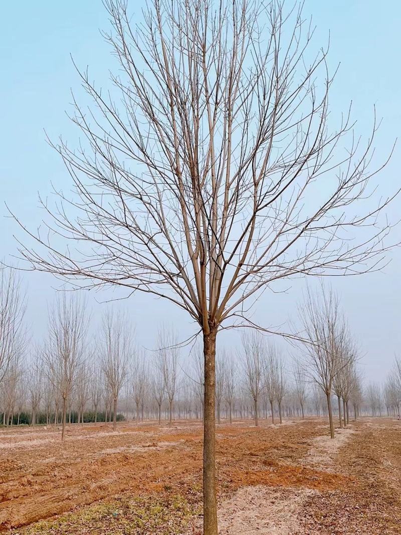 白蜡，20公分的白蜡树质量如图大量有货
