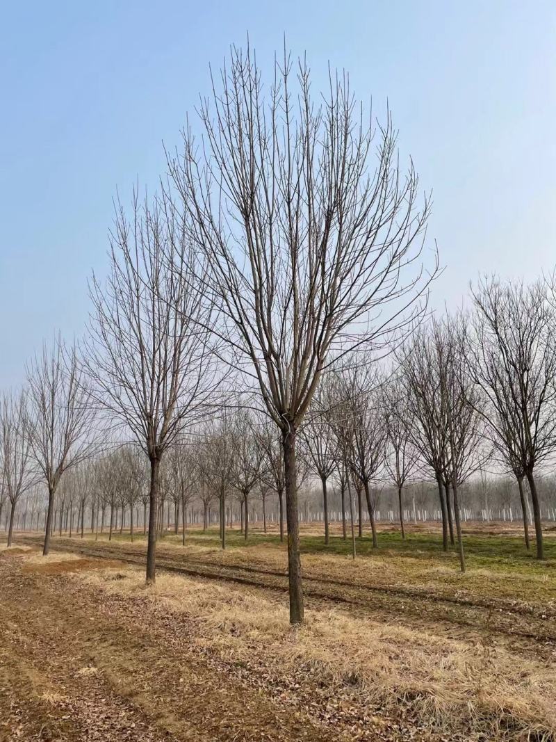 白蜡，20公分的白蜡树质量如图大量有货