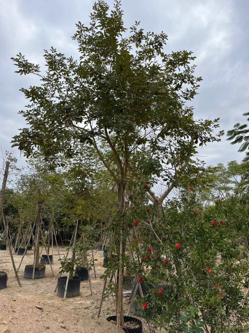 多花黄花风铃木清场处理还有200多棵10-12公分