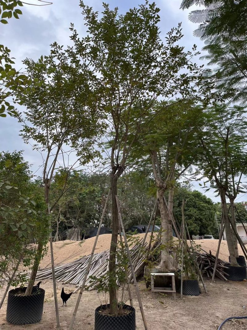 多花黄花风铃木清场处理还有200多棵10-12公分