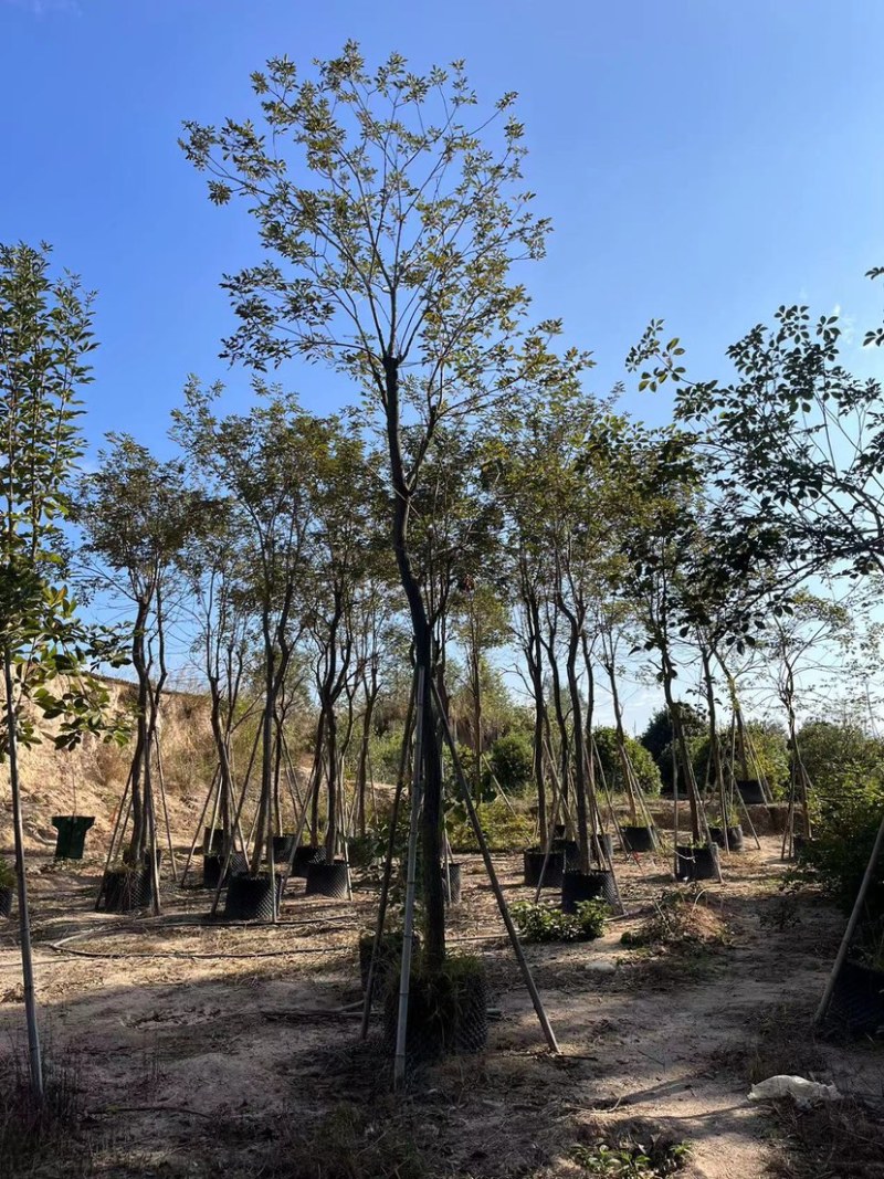 多花黄花风铃木清场处理还有200多棵10-12公分
