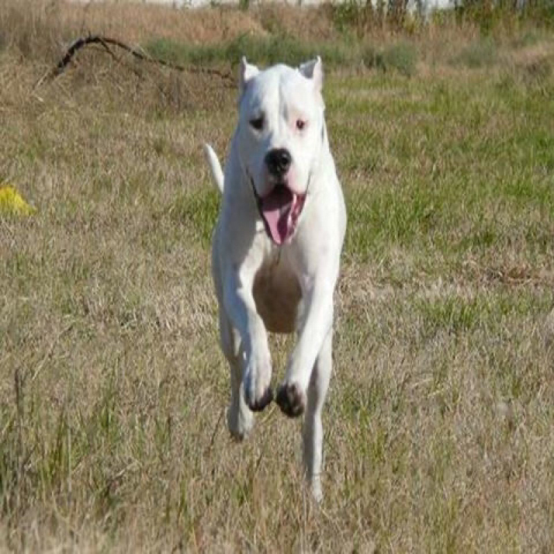 杜高纯种幼体小狗狗猎犬大野猪家养猎犬小奶狗杜高活体