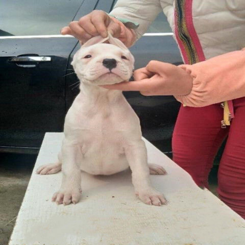 杜高纯种幼体小狗狗猎犬大野猪家养猎犬小奶狗杜高活体