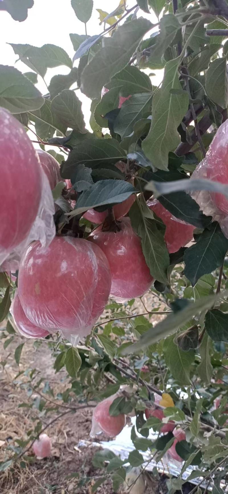 临猗坡上纸加膜红富士苹果口感甜脆，颜色鲜艳