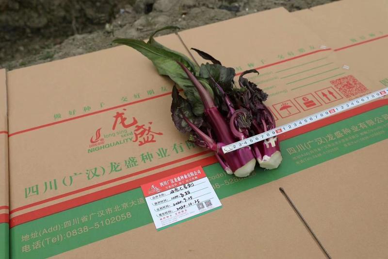 龙盛油亮七星剑红菜苔种子油亮紫红色苔中等粗