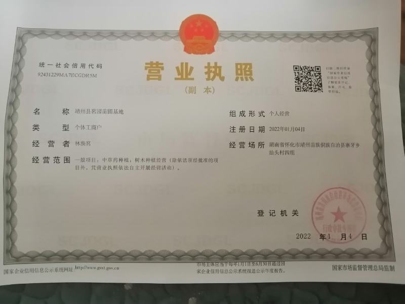 桐油苗又名千年桐，欢迎实地考察，桐油是我国出口最多的国家