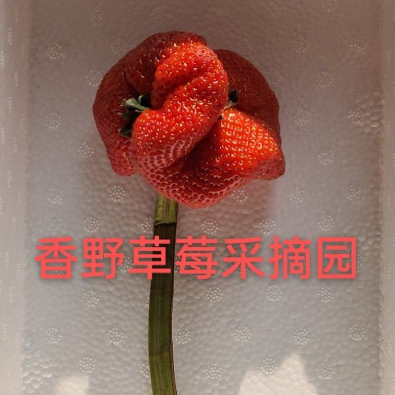 香野草莓一件代发