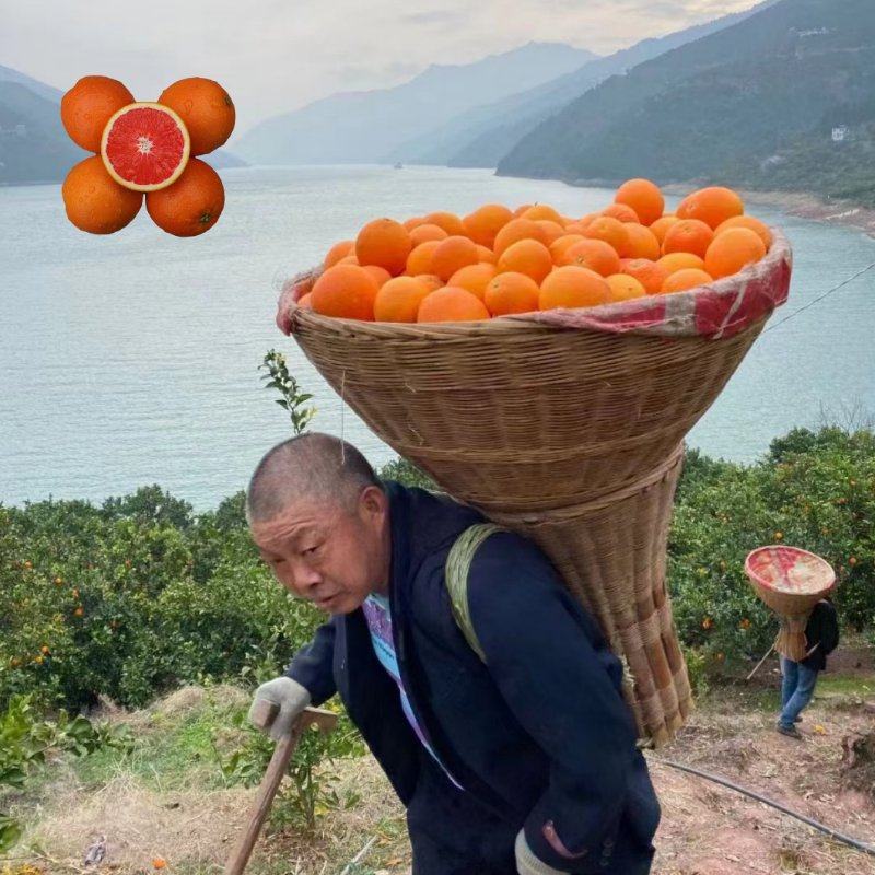 秭归脐橙夏橙果园看果订货按需采摘品质保证价格实惠全国发货