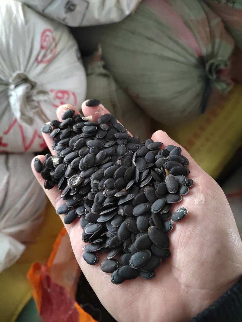 丝瓜籽种子软丝瓜种子水瓜优良品种杂交育种