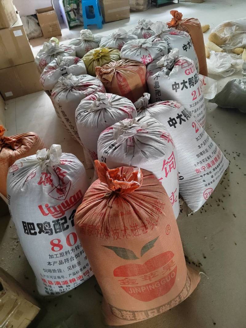 丝瓜籽种子软丝瓜种子水瓜优良品种杂交育种