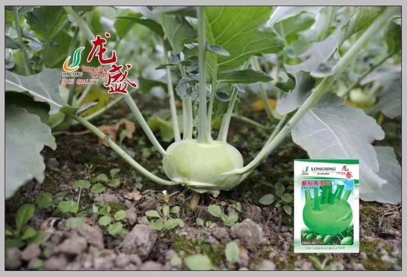 龙盛春秋青苤兰种子质嫩脆，味细甜苤蓝种子春秋两用球茎甘蓝