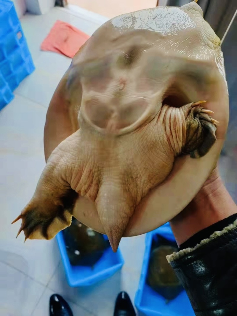 甲鱼