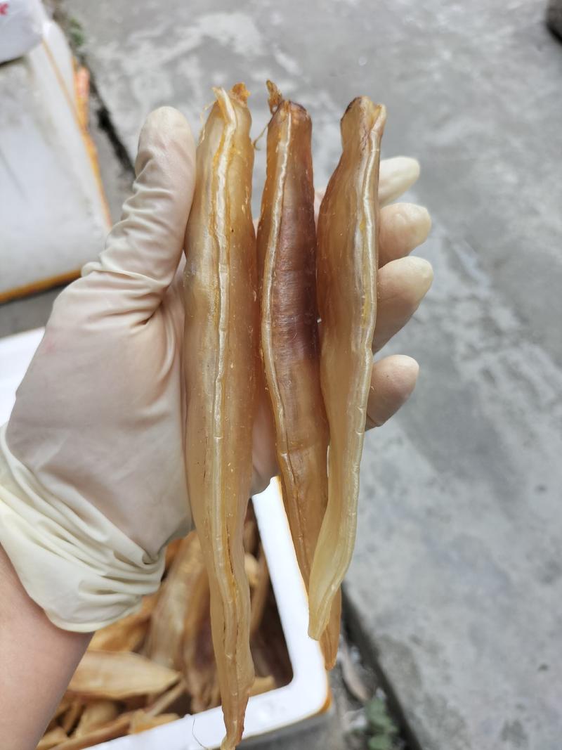 深海黄花胶大金龙胶鳘鱼胶北海胶海味海鲜干货滋补品批发一件