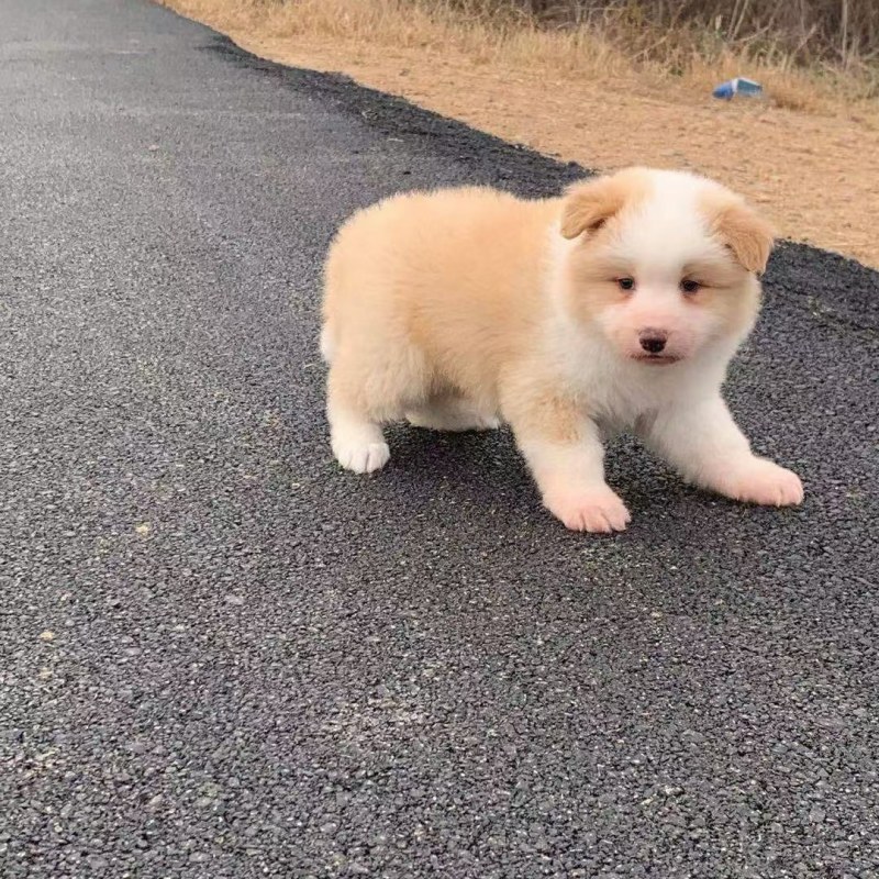 边牧(边境牧羊犬)家养