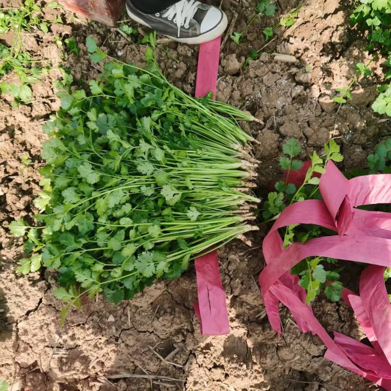 精品大棚菠菜，大量上市，保质保量全国直发，欢迎订购。