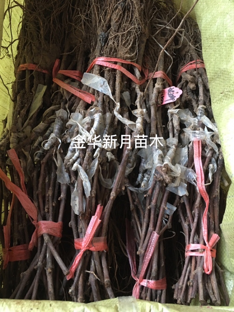 妮娜皇后葡萄苗妮娜女皇葡萄苗批发纯正、优质