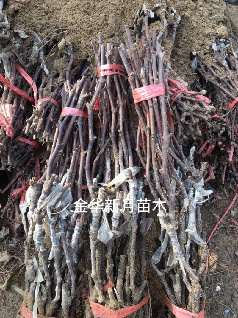 妮娜皇后葡萄苗妮娜女皇葡萄苗批发纯正、优质