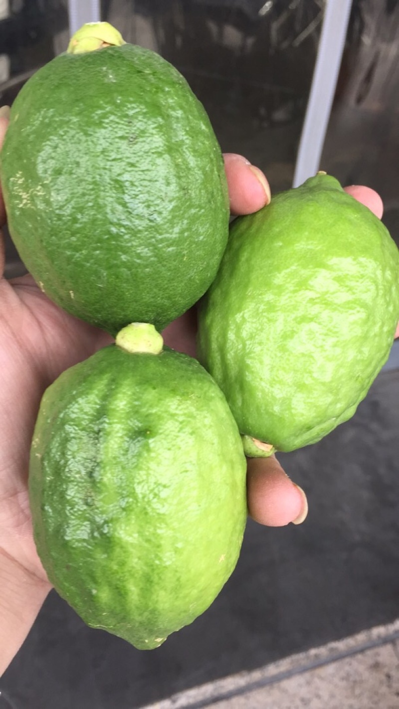 广东江门无籽香水柠檬