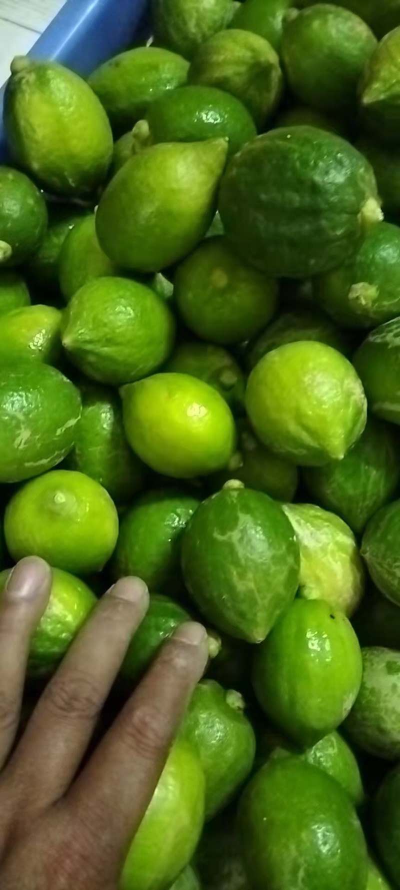 广东江门无籽香水柠檬