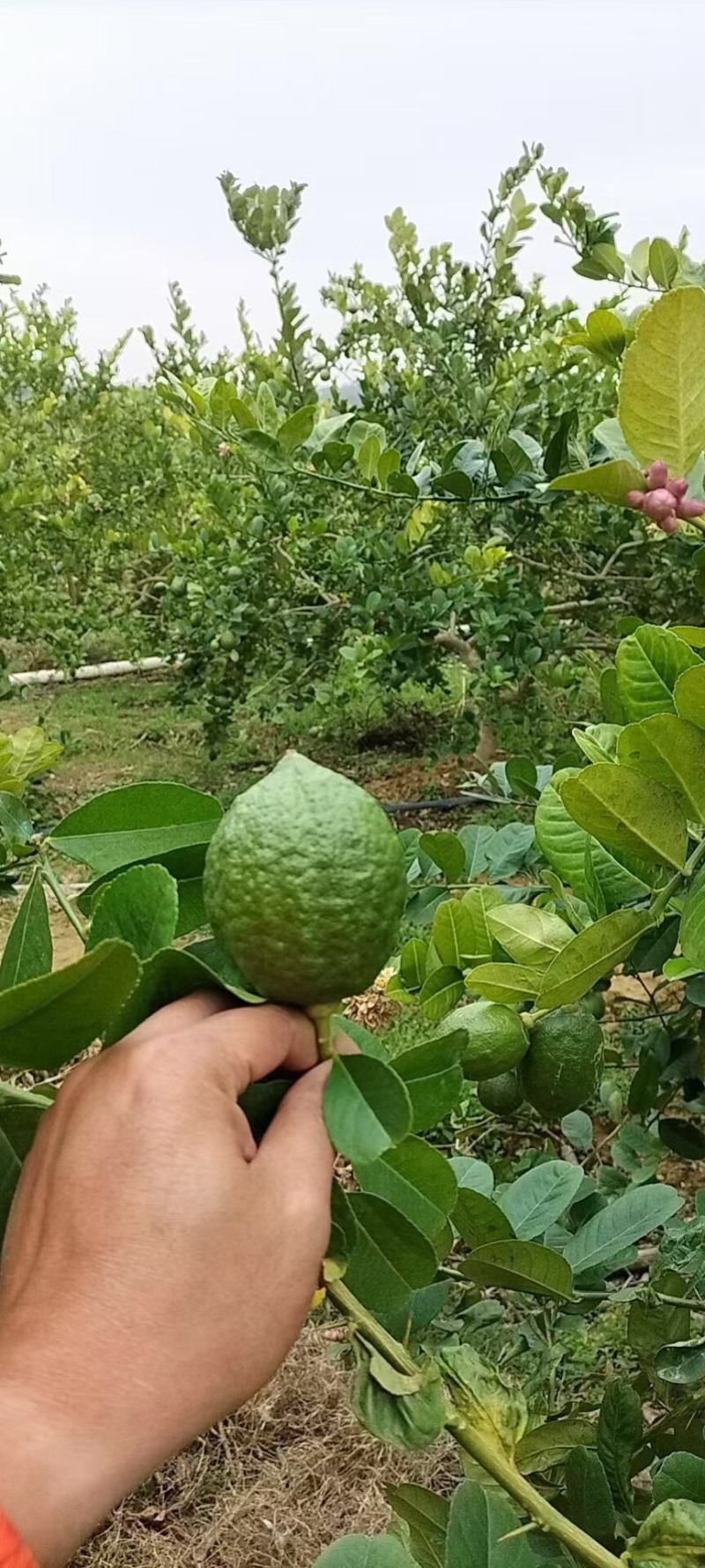 广东江门无籽香水柠檬