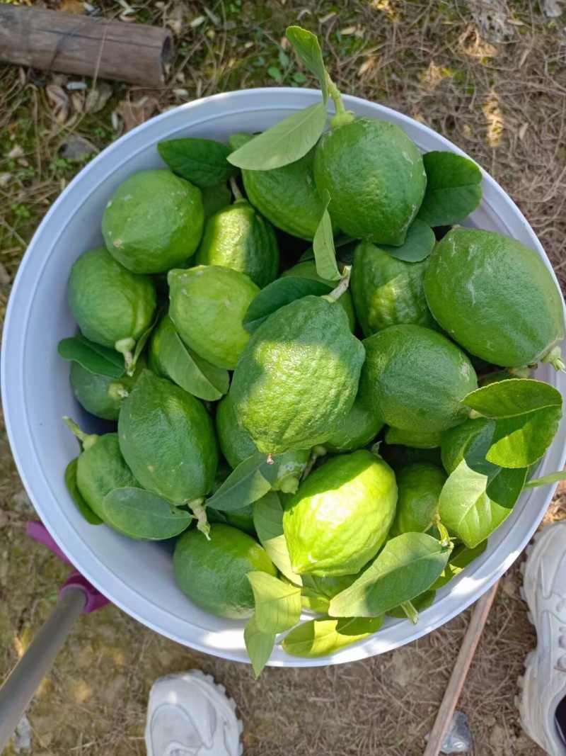 广东江门无籽香水柠檬