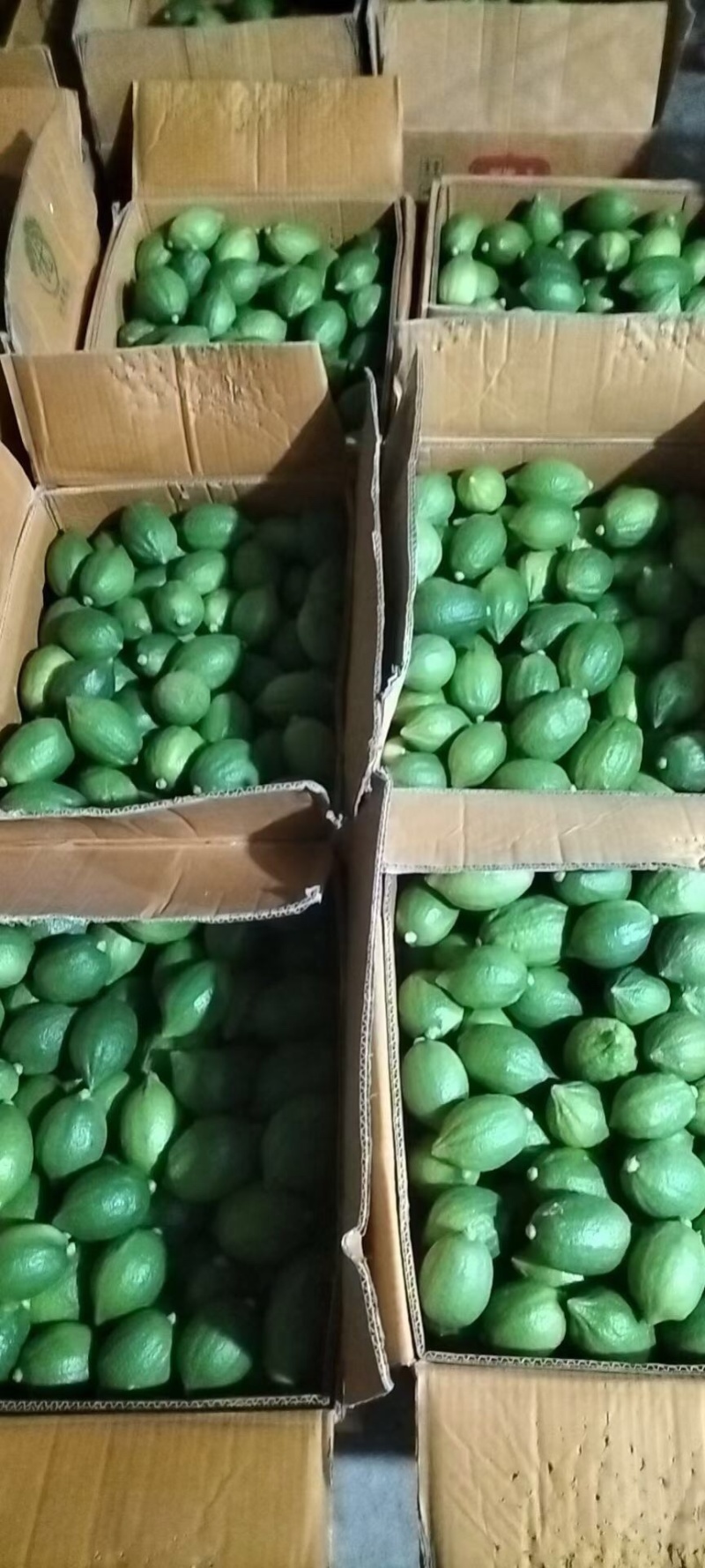 广东江门无籽香水柠檬