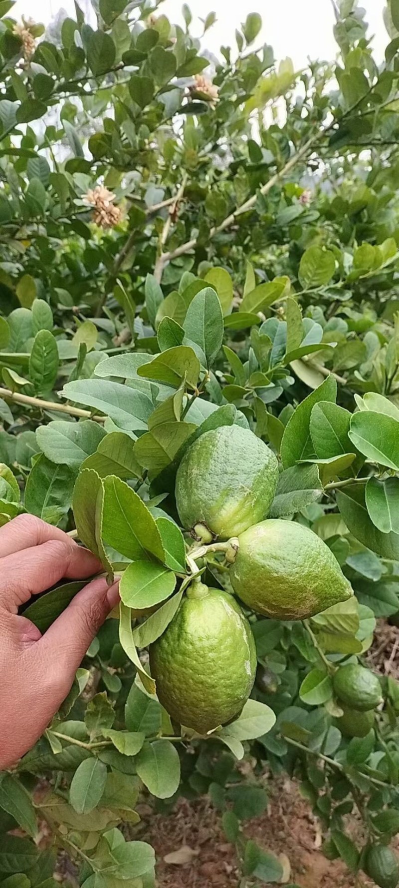 广东江门无籽香水柠檬