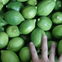 广东江门无籽香水柠檬