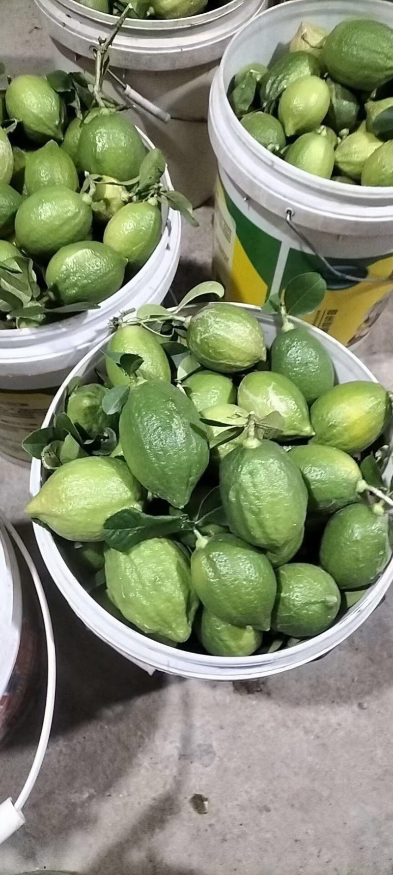 广东江门无籽香水柠檬